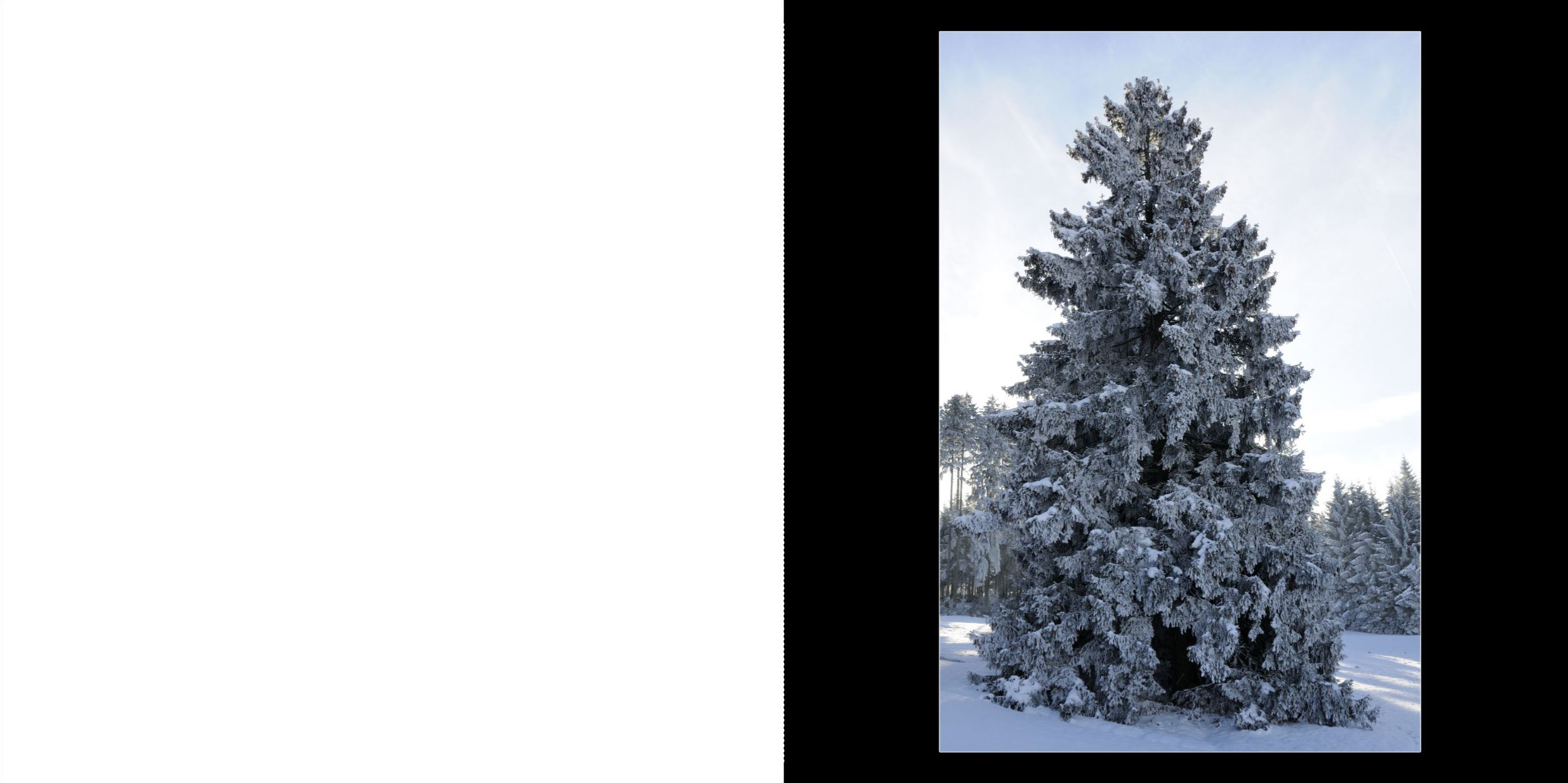 Wald_2011_001_Seite_01