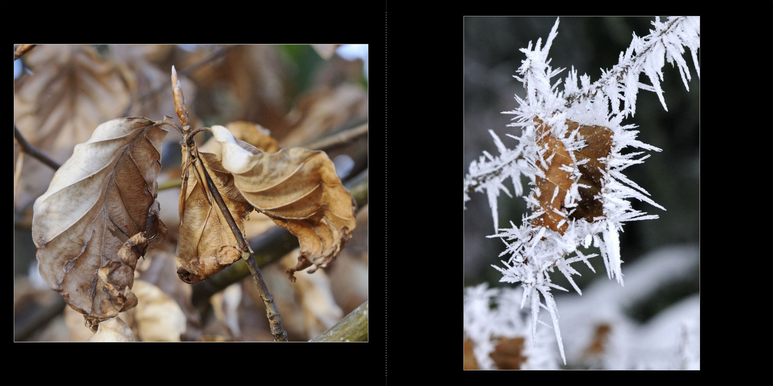 Wald_2011_002_Seiten_02_03
