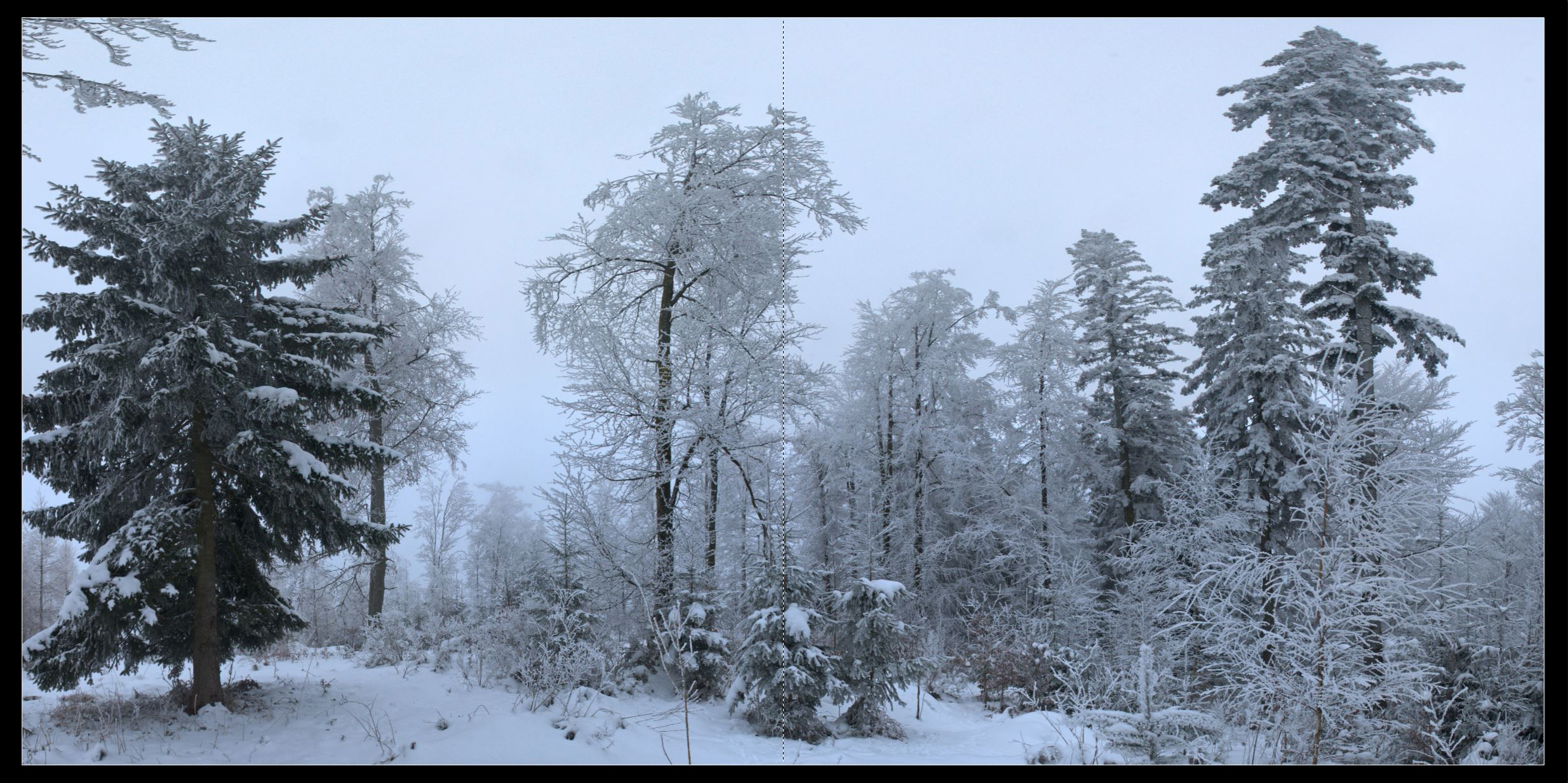 Wald_2011_003_Seiten_04_05