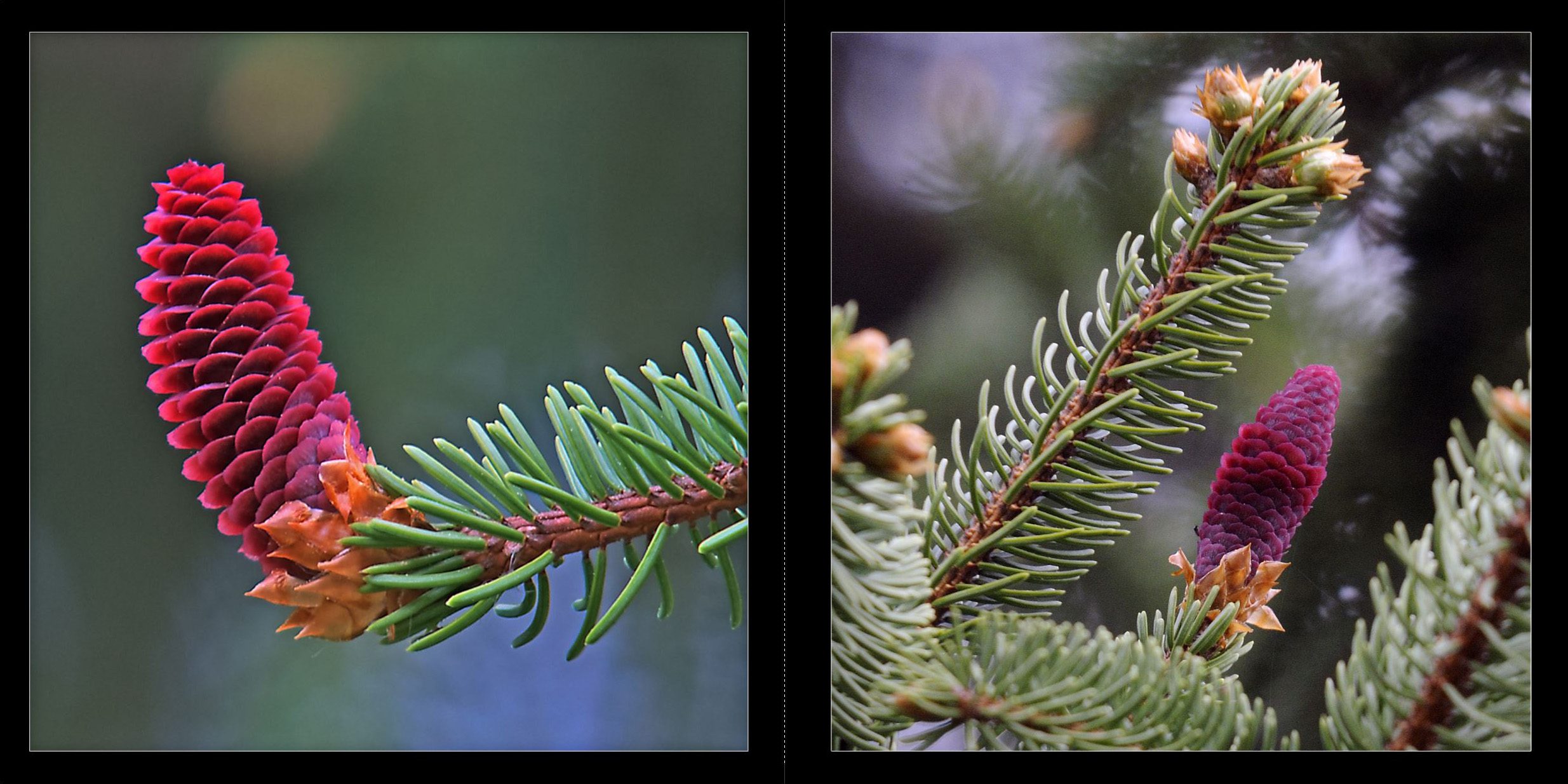 Wald_2011_007_Seiten_12_13