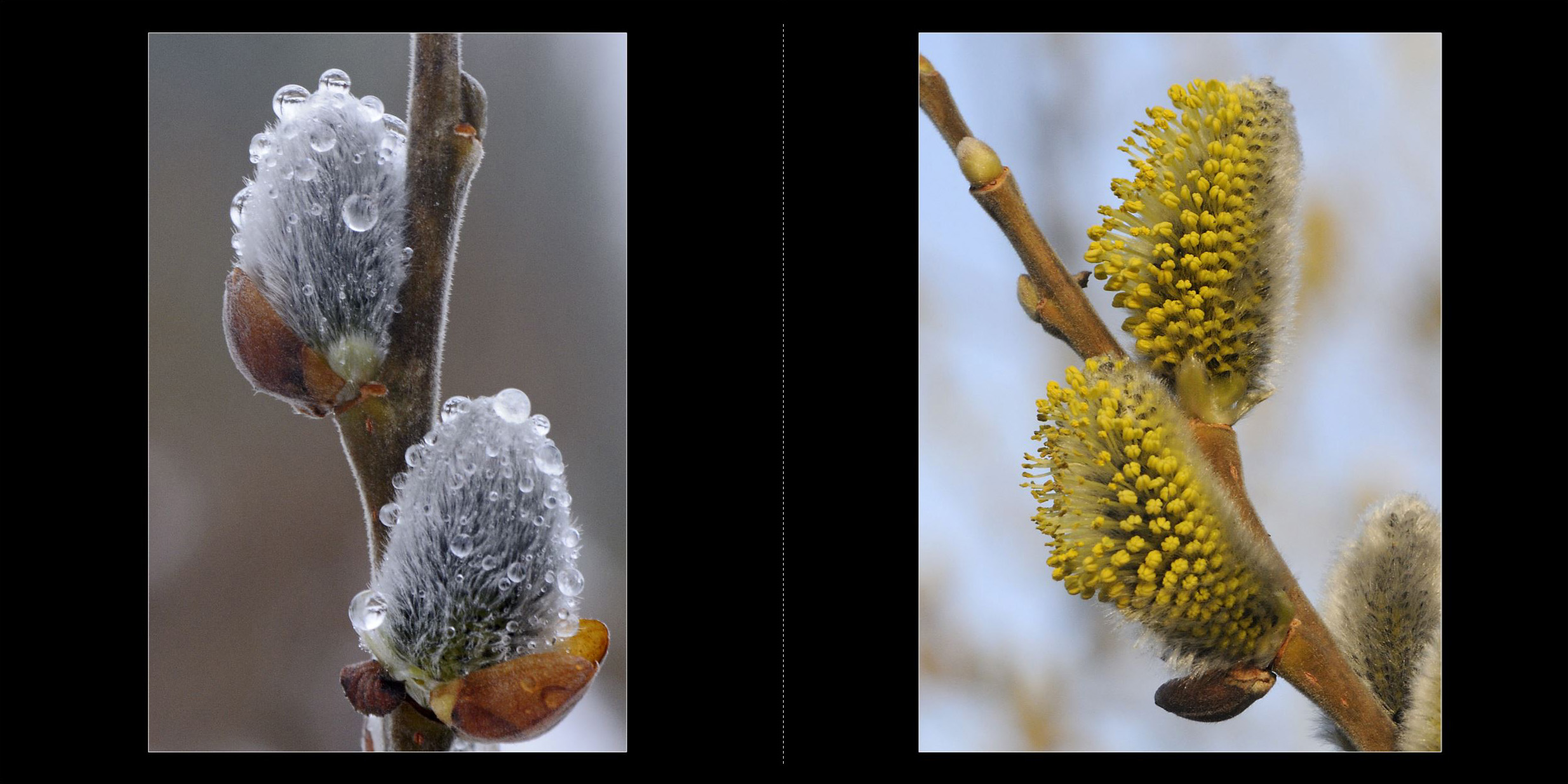 Wald_2011_008_Seiten_14_15