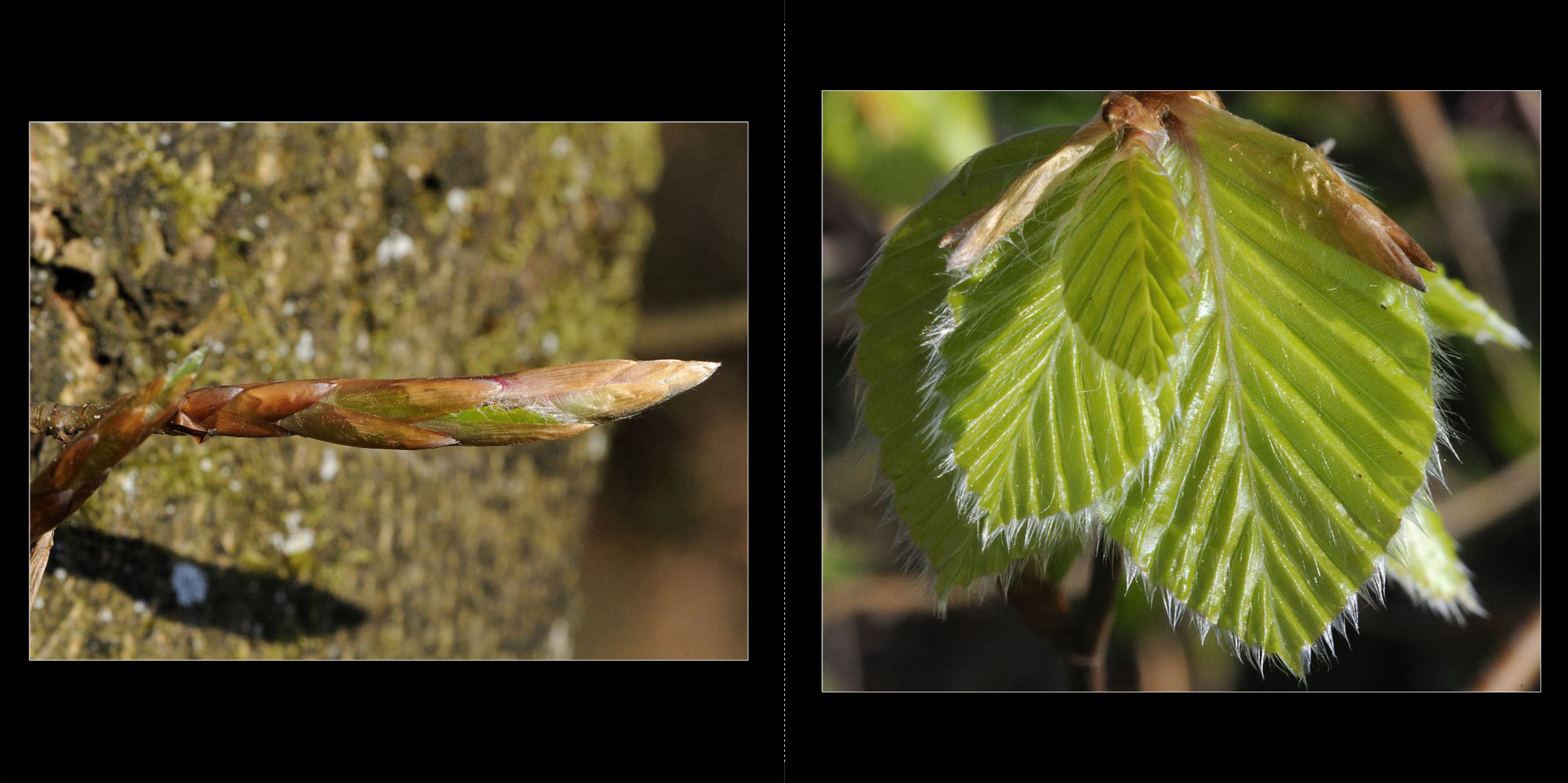 Wald_2011_012_Seiten_22_23